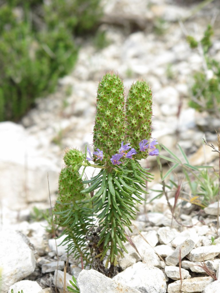 Coris monspeliensis